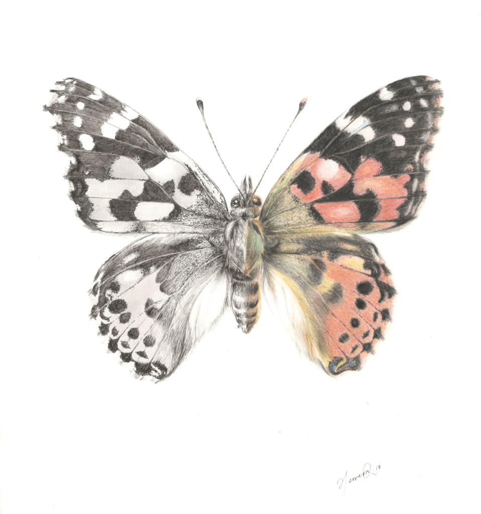 Vanessa cardui