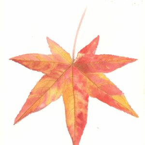 red-yelow leaf