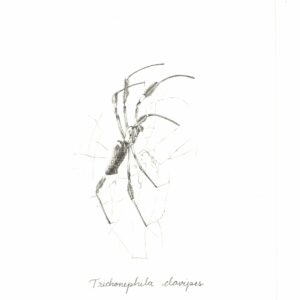 Trichonephila clavipes