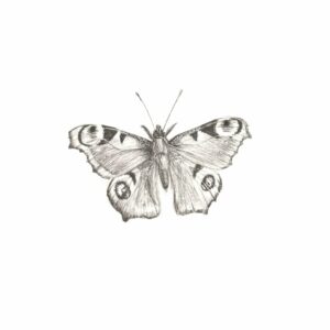 Aglais io I