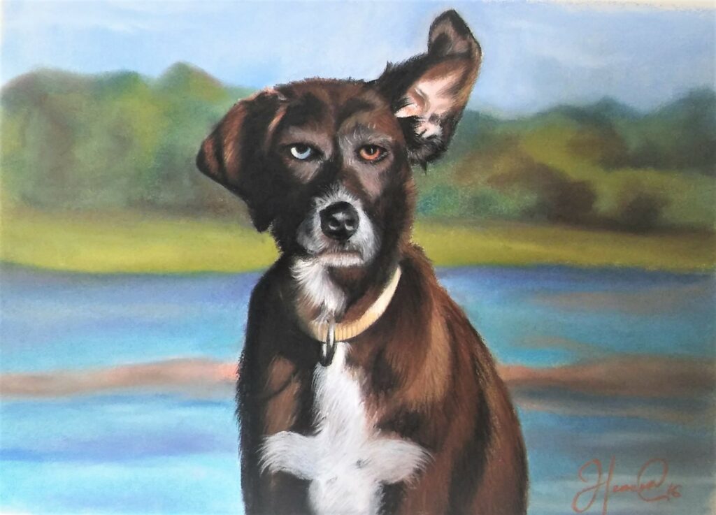 A dog on the sea